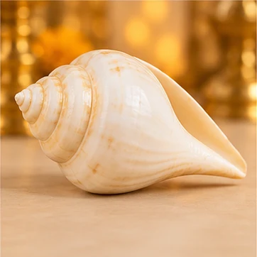 Sample conch shell